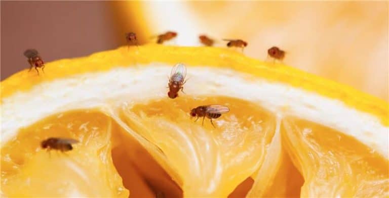 Why Fruit Flies Keep Coming Back — And How Hydro Jetting Can Stop Them for Good